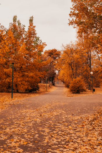 Autumn Leaves Autumn Leaves