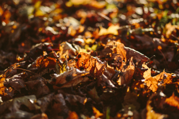 Autumn leaves Autumn leaves