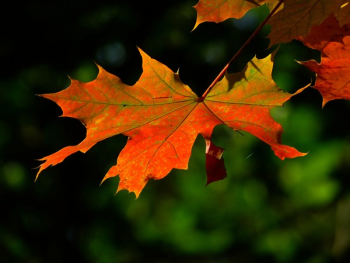Autumn Leaves Autumn Leaves