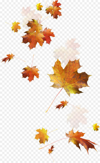 Autumn Leaves Autumn leaf color - Falling leaves Autumn Leaves Autumn leaf color - Falling leaves