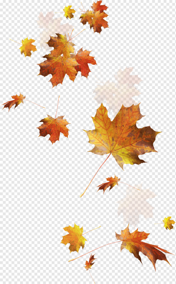 Autumn Leaves Autumn leaf color, Falling leaves, dried maple leaves, watercolor Leaves, leaf, maple Leaf png