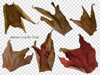 Autumn Leaves, brown leaf close-up transparent background PNG clipart