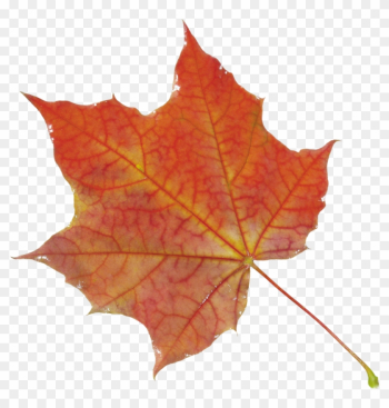 Autumn Leaves Clip Art - Leaf Autumn Autumn Leaves Clip Art - Leaf Autumn