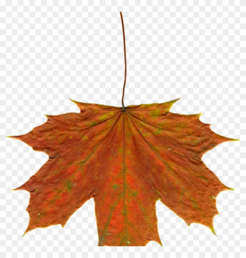 Autumn Leaves Clipart Leaves Autumn Clipart Free Photo - Leaf Autumn Leaves Clipart Leaves Autumn Clipart Free Photo - Leaf