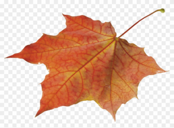 Autumn Leaves Clipart Pile Fall Leaves - Autumn Leaf Png Autumn Leaves Clipart Pile Fall Leaves - Autumn Leaf Png