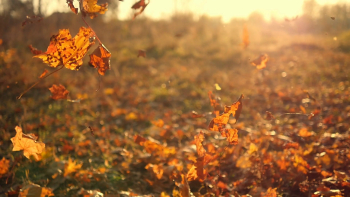 Autumn leaves falling in slow motion and sun shining through fall ...