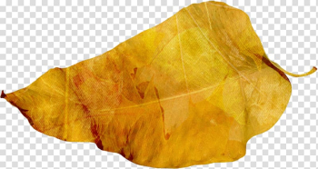 Autumn leaves falling transparent background PNG clipart