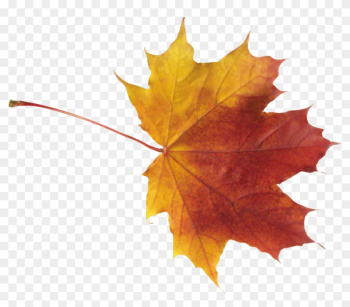 Autumn Leaves High Quality Png - Autumn Maple Leaf Png Autumn Leaves High Quality Png - Autumn Maple Leaf Png