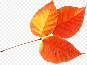 Autumn Leaves Leaf Clip art - autumn leaves Autumn Leaves Leaf Clip art - autumn leaves
