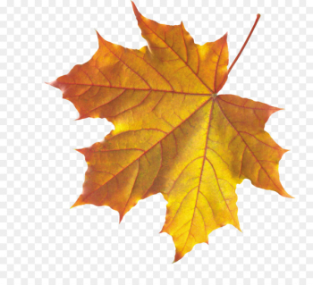 Autumn Leaves Leaf Clip art - Realistic Autumn Fall Leaves PNG 
