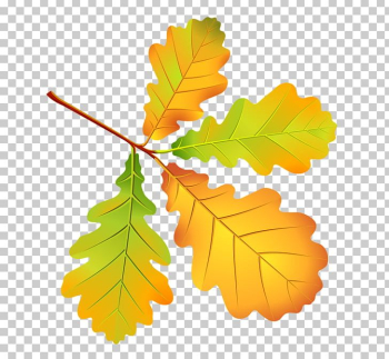 Autumn Leaves Leaf Drawing Tree PNG, Clipart, Autumn, Autumn In ...