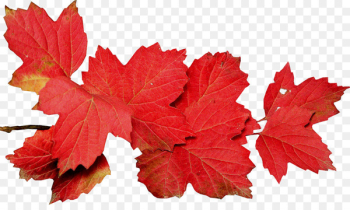 Autumn Leaves Leaf Photography - autumn leaves Autumn Leaves Leaf Photography - autumn leaves