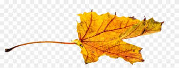 Autumn Leaves Leaf Png Png Image - Leaf