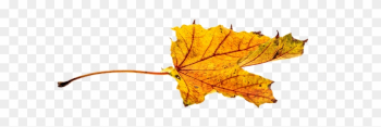 Autumn, Leaves, Leaf, Png, Transparent, Fall Color - Autumn Leaf Color Autumn, Leaves, Leaf, Png, Transparent, Fall Color - Autumn Leaf Color