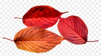 Autumn, Leaves, Leaf, Png, Transparent, Fall Color - Autumn Leaf Color Autumn, Leaves, Leaf, Png, Transparent, Fall Color - Autumn Leaf Color