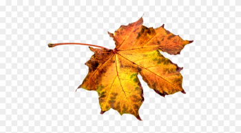 Autumn, Leaves, Leaf, Png, Transparent, Fall Color - Hojas De Otoño Png Autumn, Leaves, Leaf, Png, Transparent, Fall Color - Hojas De Otoño Png