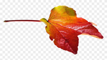 Autumn, Leaves, Leaf, Png, Transparent, Fall Color - Transparent Png Autumn Leaves Autumn, Leaves, Leaf, Png, Transparent, Fall Color - Transparent Png Autumn Leaves