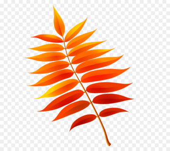 Autumn Leaves Leaf Portable Network Graphics Drawing Image - autumn leaves 