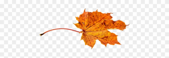 Autumn Leaves Leaf Transparent Fall Color - Autumn Leaf Transparent Autumn Leaves Leaf Transparent Fall Color - Autumn Leaf Transparent