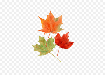 Autumn Leaves Maple leaf Autumn leaf color Watercolor painting - Maple Leaf 