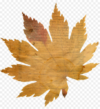 Autumn Leaves Maple leaf - autumn leaves 