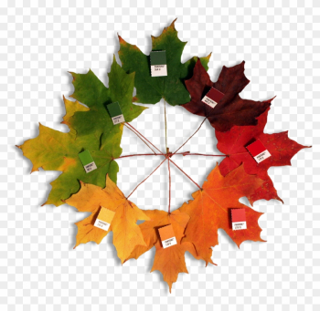 Autumn Leaves - Maple Leaf Color Autumn Leaves - Maple Leaf Color