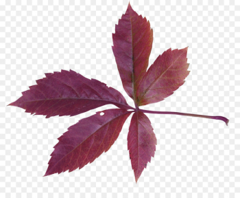Autumn Leaves Maple leaf - Maple Leaf Autumn Leaves Maple leaf - Maple Leaf