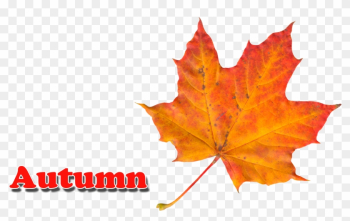 Autumn Leaves Png - Autumn Leaf Color Autumn Leaves Png - Autumn Leaf Color