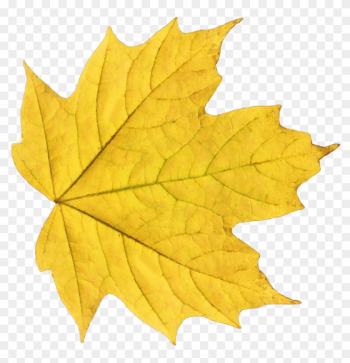 Autumn Leaves Png Image Purepng Free Transpa Cc0 - Yellow Leaf Png