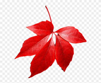 Autumn Leaves Png Images - Red Autumn Leaf Png