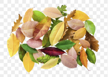 Autumn leaves png sticker, transparent | Free PNG - rawpixel