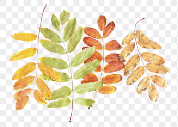 Autumn leaves png sticker, transparent | Free PNG - rawpixel