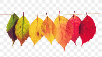 Autumn leaves png sticker, transparent | Free PNG - rawpixel