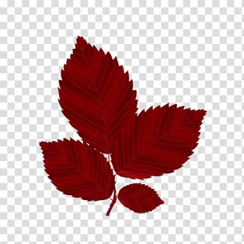 Autumn Leaves Red Maple leaf, red maple leaf transparent background PNG clipart