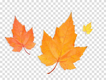 Autumn leaves transparent background PNG clipart