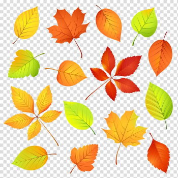 Autumn leaves transparent background PNG clipart