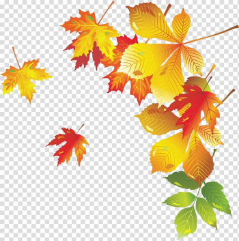 Autumn leaves transparent background PNG clipart