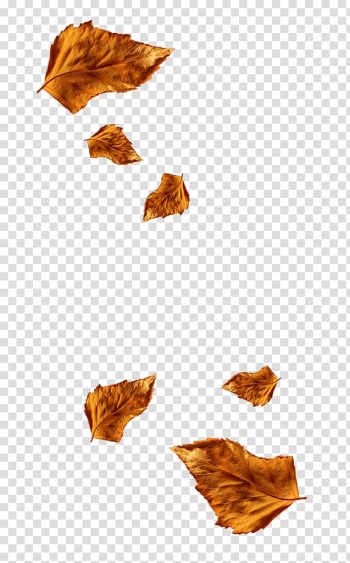 Autumn leaves transparent background PNG clipart