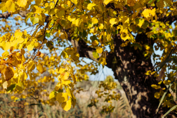 Autumn linden tree Autumn linden tree