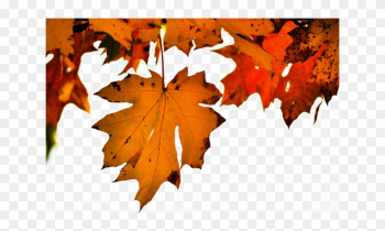 Autumn - Maple Leaf Autumn - Maple Leaf