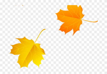Autumn Maple Leaf - Autumn Maple Leaf Autumn Maple Leaf - Autumn Maple Leaf