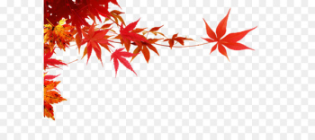 Autumn - Maple Leaf,Maple branch Autumn - Maple Leaf,Maple branch