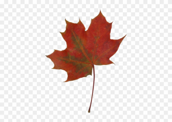 Autumn Maple Leaves - Maple Leaf Autumn Maple Leaves - Maple Leaf
