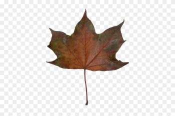 Autumn Maple Leaves - Maple Leaf Autumn Maple Leaves - Maple Leaf