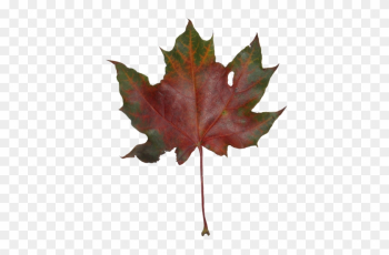 Autumn Maple Leaves - Maple Leaf Autumn Maple Leaves - Maple Leaf