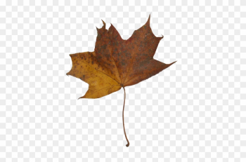Autumn Maple Leaves - Maple Leaf Autumn Maple Leaves - Maple Leaf