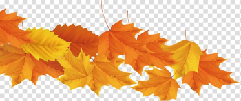 Autumn maple leaves transparent background PNG clipart