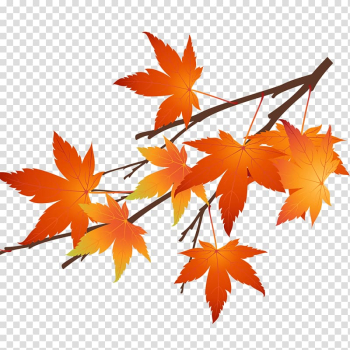 Autumn maple leaves transparent background PNG clipart