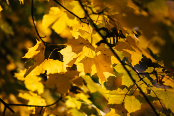 Autumn maple tree Autumn maple tree