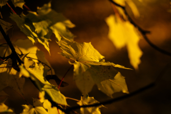 Autumn maple tree 2 Autumn maple tree 2